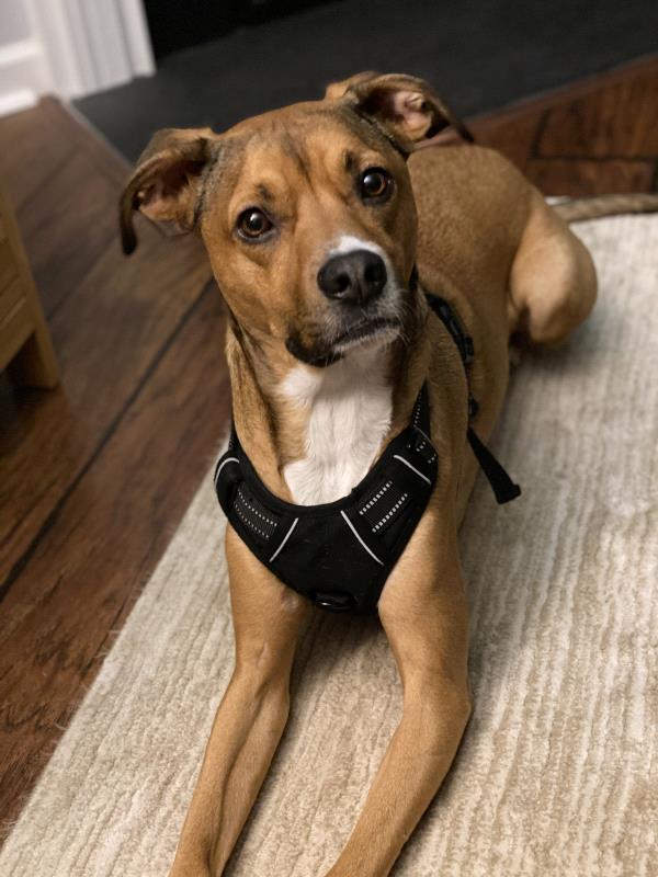 /Images/uploads/Homeward Bound Pet Rescue/HBPR_Photocontest/entries/12102thumb.jpg